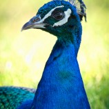 Pavo cristatus