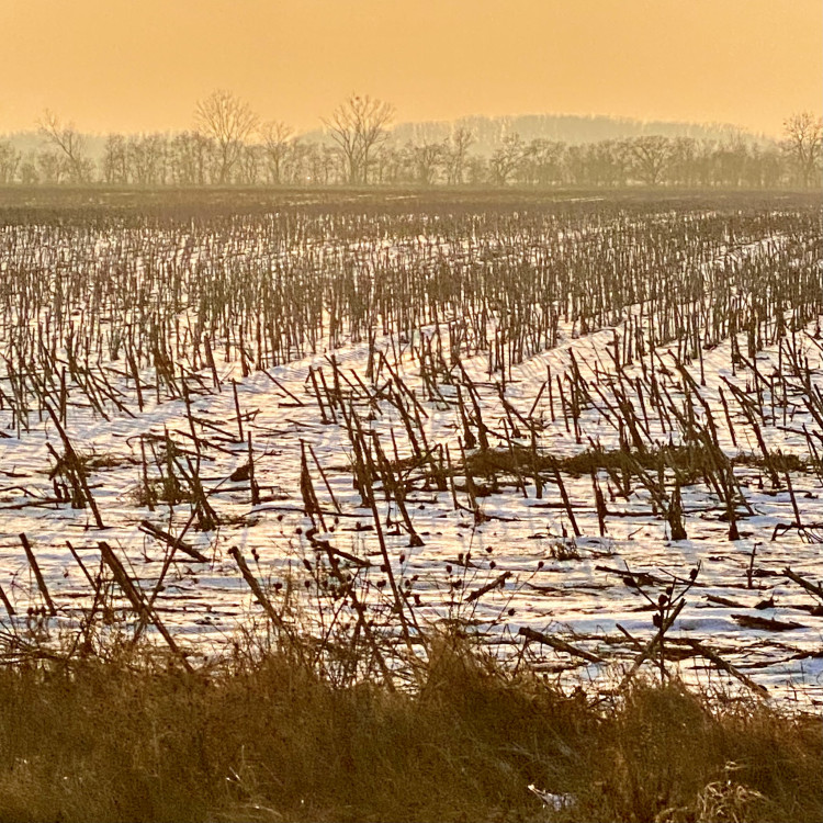 Obyčajné pole v zimnom slnku
