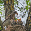 Drozd čvikota - Turdus pilaris
