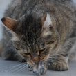 Tom a Jerry