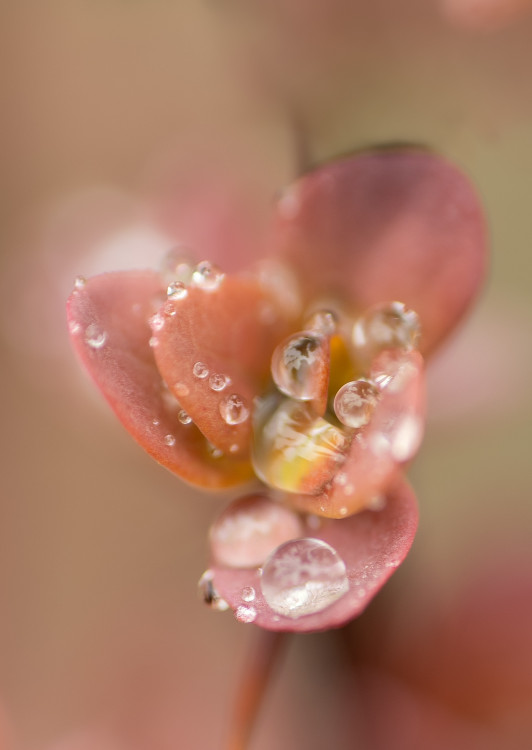 pichĺavá krása (Dráč)