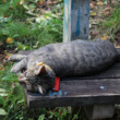 poobedná siesta