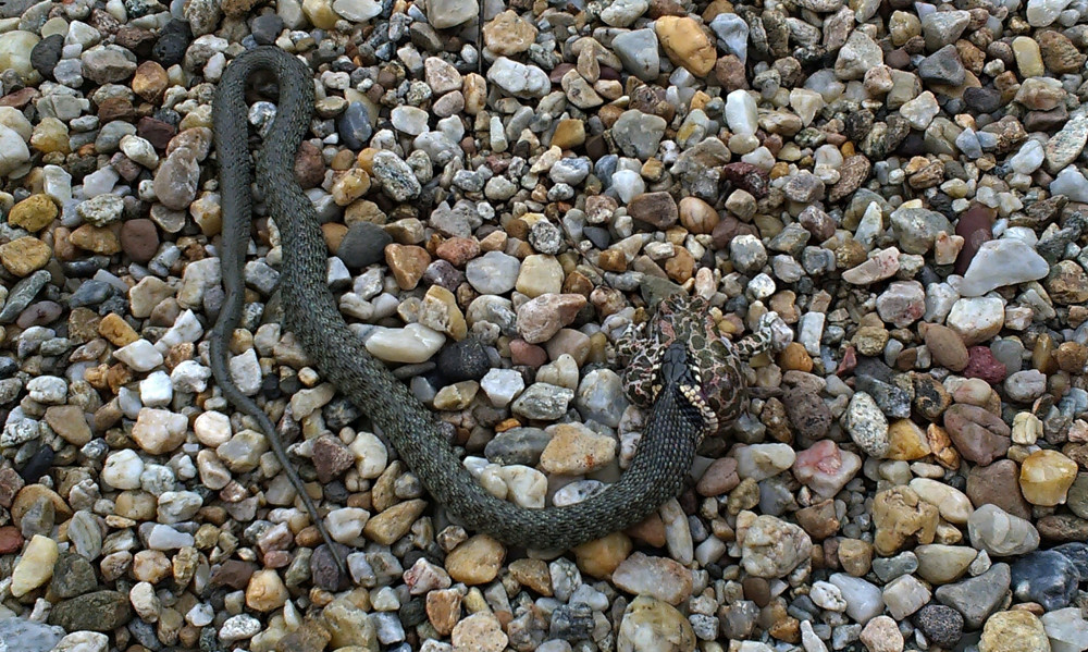 Šmakocinka