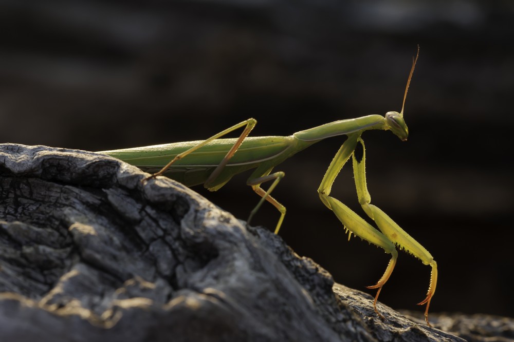 Modlivka zelená (Mantis religiosa)