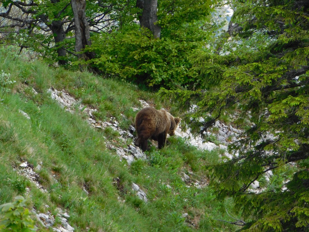 Medvedia návšteva na Drienku / Veľká Fatra