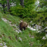Medvedia návšteva na Drienku / Veľká Fatra