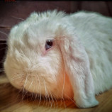 Jackie náš minilopík.