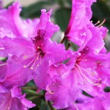 rododendron