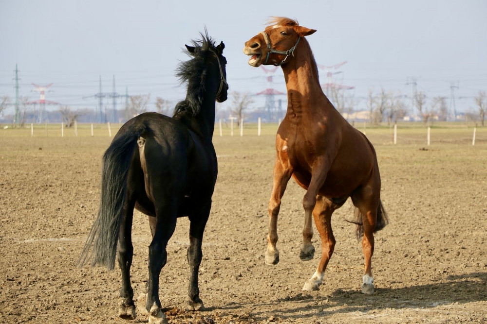 Rozhovor