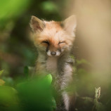 Nový život v lesoch