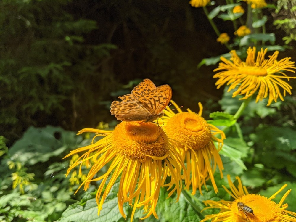 Fauna a flóra v Čutkovskej doline