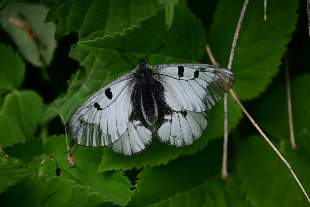 Parnassius mnemosyne