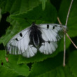 Parnassius mnemosyne