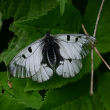 Parnassius mnemosyne