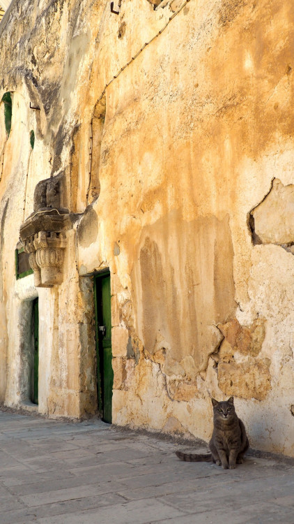 Jeruzalemská mačka