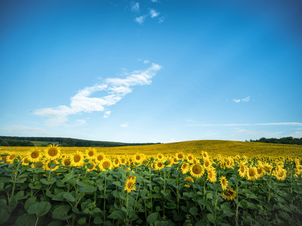 Slnečnice v slnečný deň