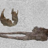 Kly a čeľuste mastodonta z Kuzmíc