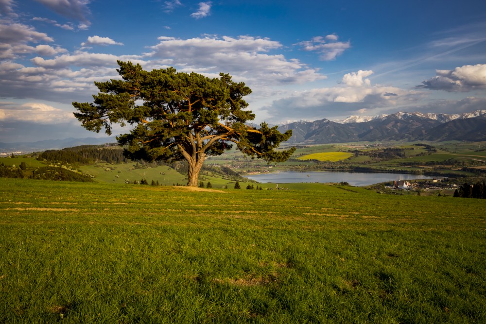 Bešeňovská borovica