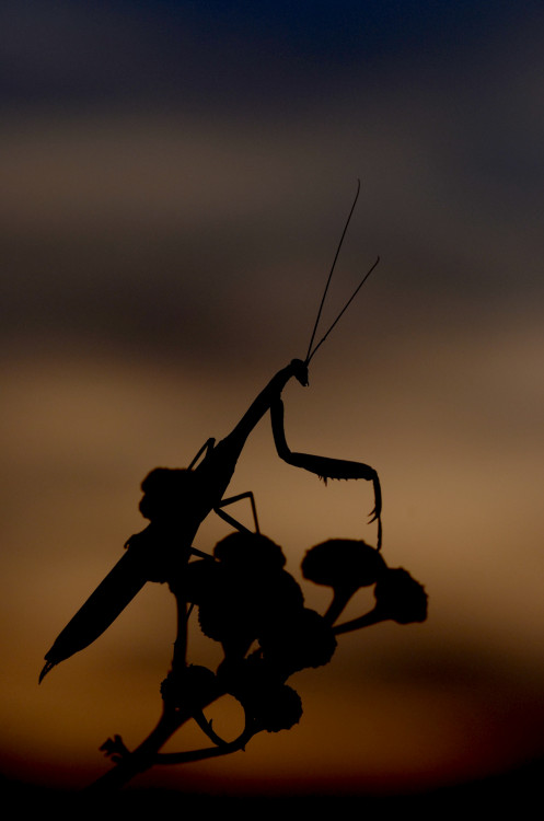 "Večerná modlitba"