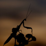 "Večerná modlitba"