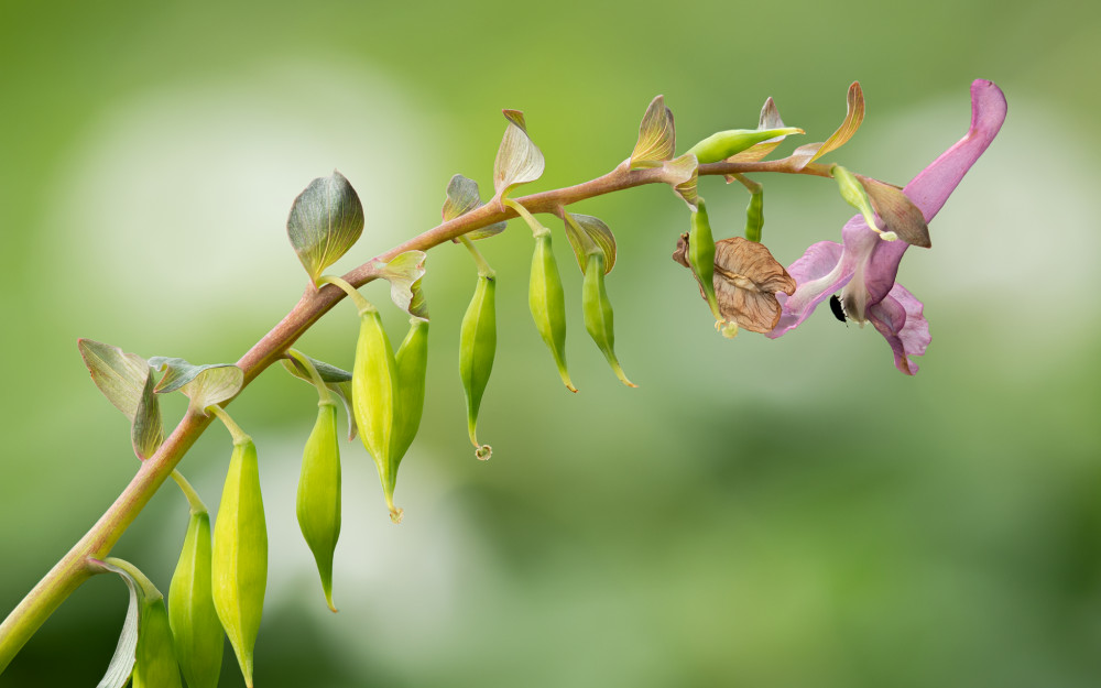 Zemedym lekársky...