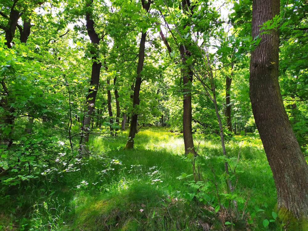 rozprávková krajina -  jar