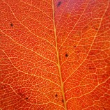 Detail listu