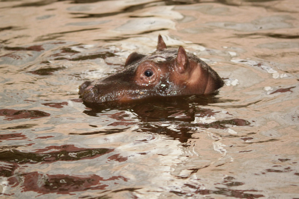 Zoo Praha