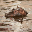 Zoo Praha