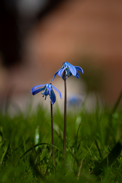 Fialové slnečníky