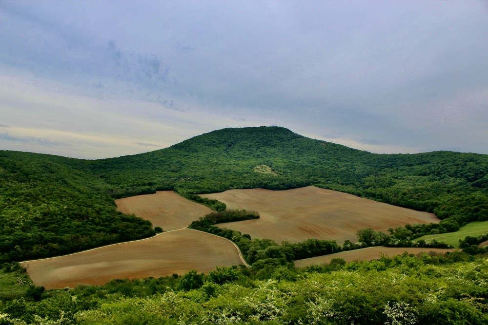 Žibrica