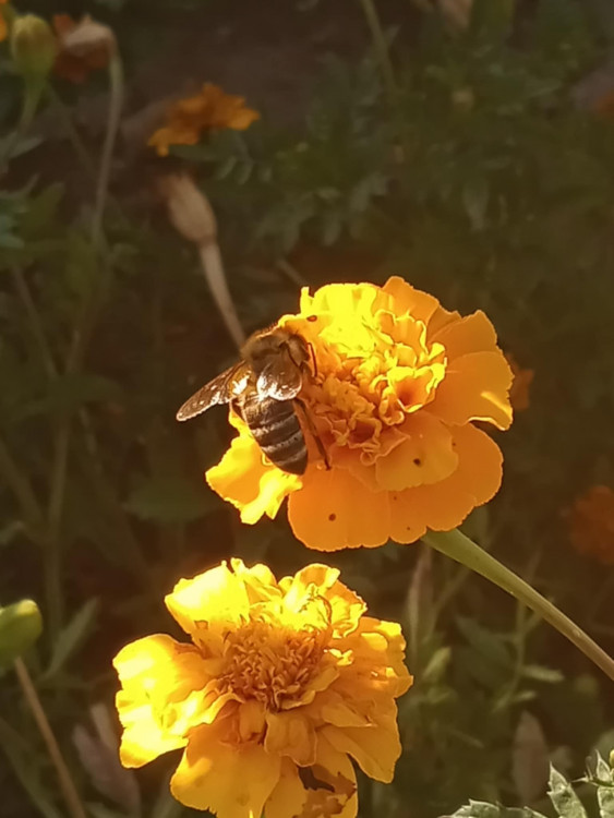 Zlatý okamih prírody