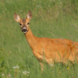 Princezná