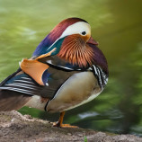 Kacer