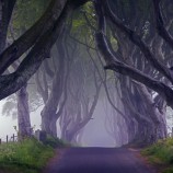 Dark Hedges