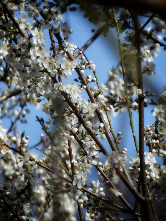 Rozkvitnutá čerešňa