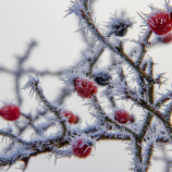 Mráz bozkáva šípky