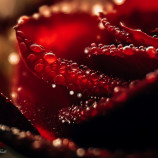 Red rose