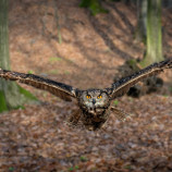 Bubo Bubo