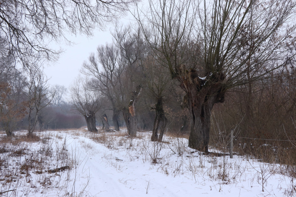 Zimné vŕboradie pri Dunaji