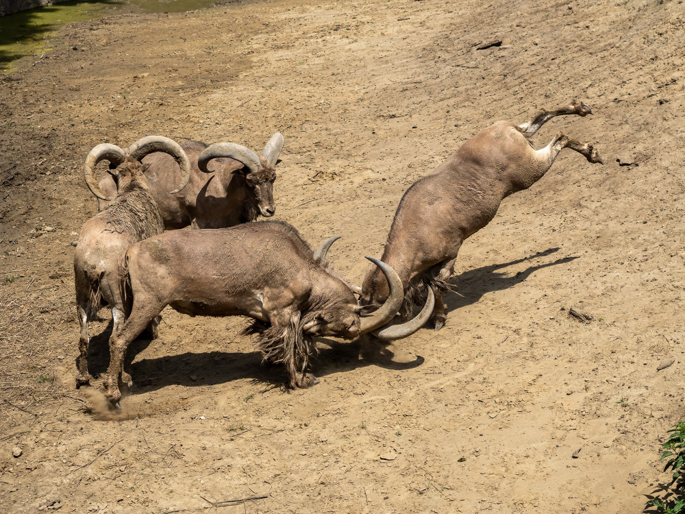 Bitkári - Zoo Nyiregyhaza