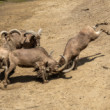 Bitkári - Zoo Nyiregyhaza