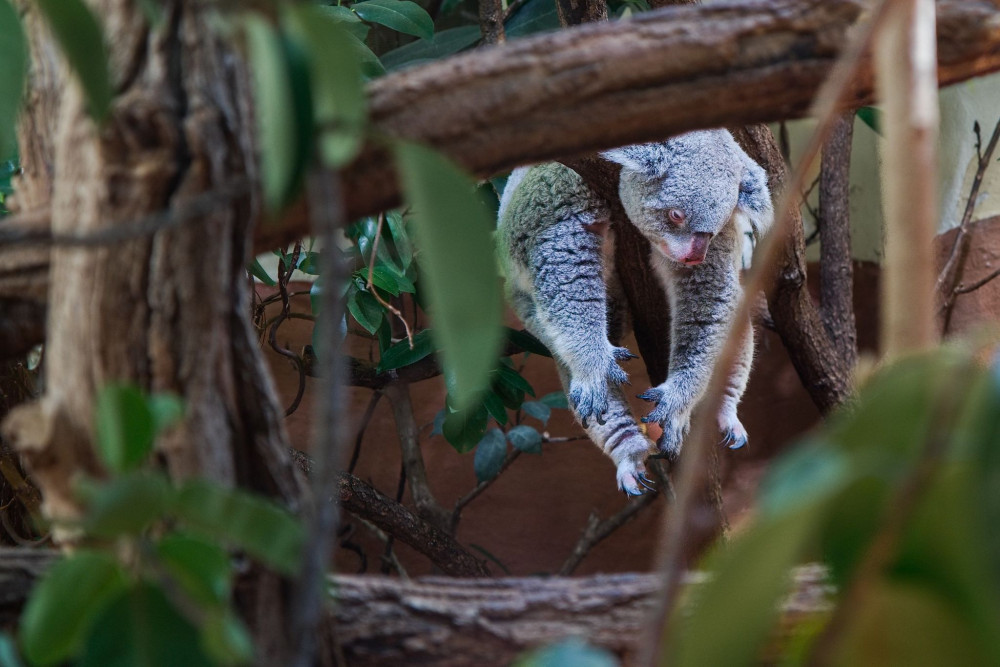 Relaxujúca koala