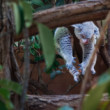 Relaxujúca koala