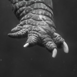 Godzilla