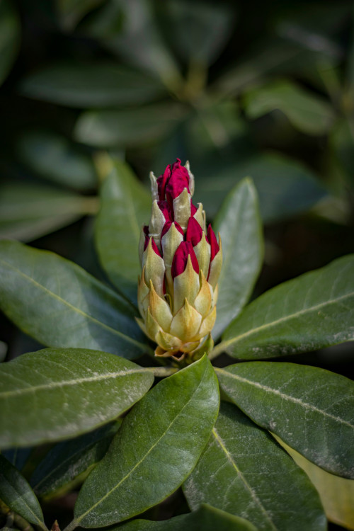 Rhododendron 'President Roosevelt