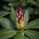Rhododendron 'President Roosevelt
