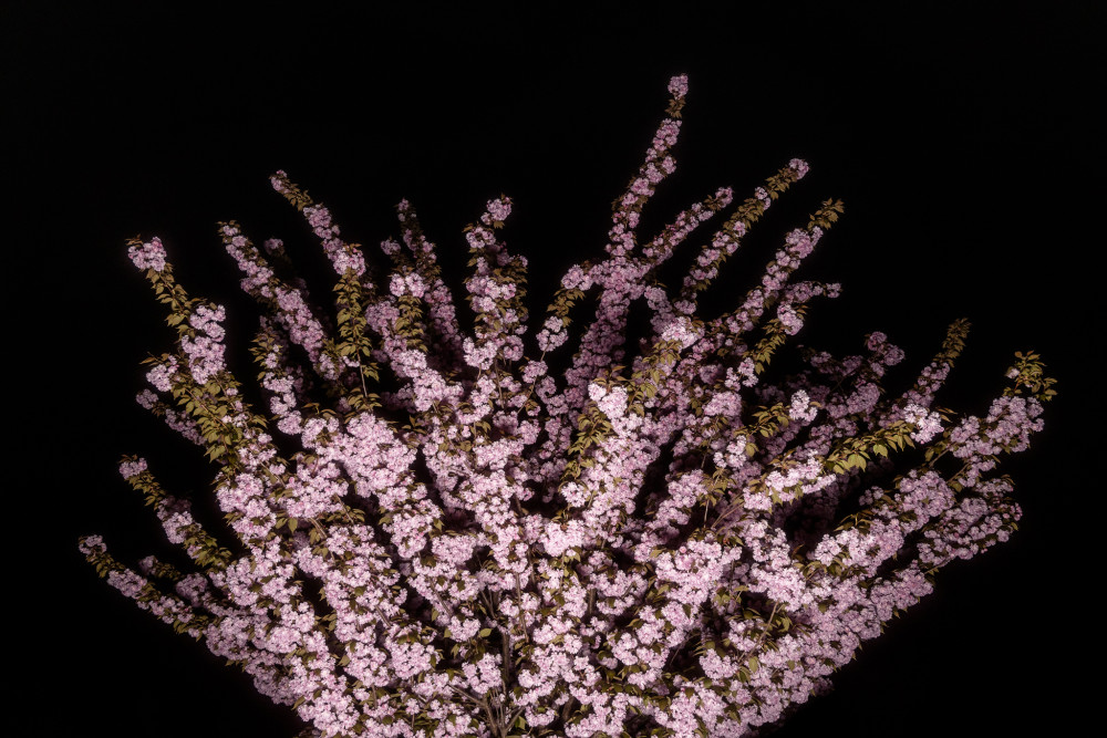 Nočná okrasná čerešňa