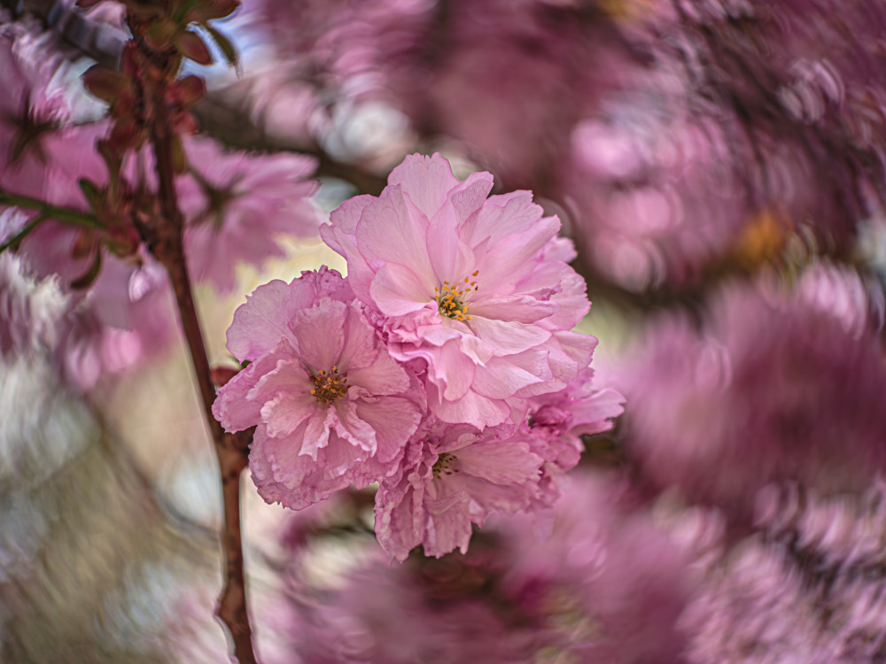 Japonská čerešňa sakura (Prunus serrulata)