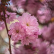 Japonská čerešňa sakura (Prunus serrulata)